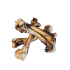leg_leg_bones